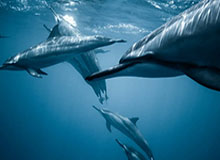 PG电子游戏-北欧球队取得关键胜利，成功杀入欧洲球联赛半决，北欧球队有哪些